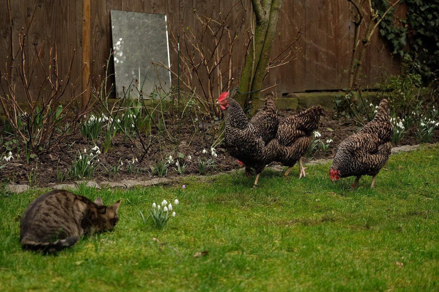 Your Best Chicken Coop Choice