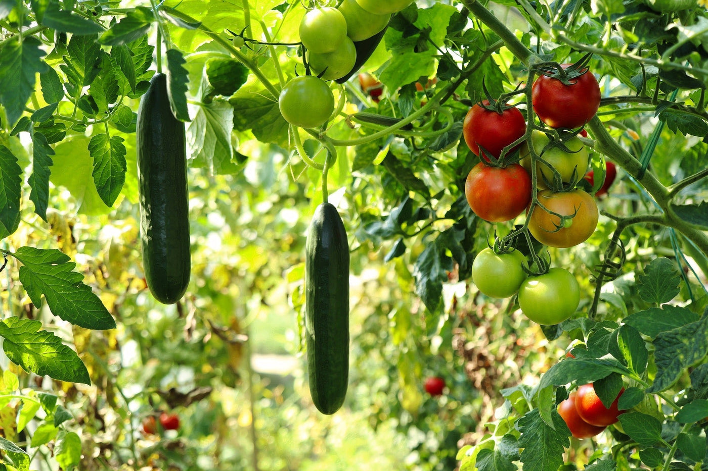 Save Money While Reducing Food Waste