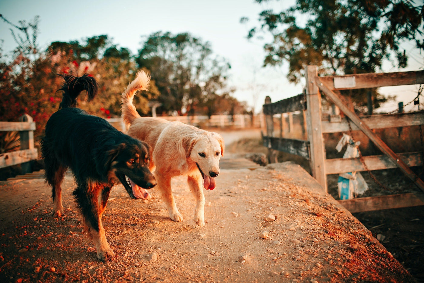 Dog Recreation Park