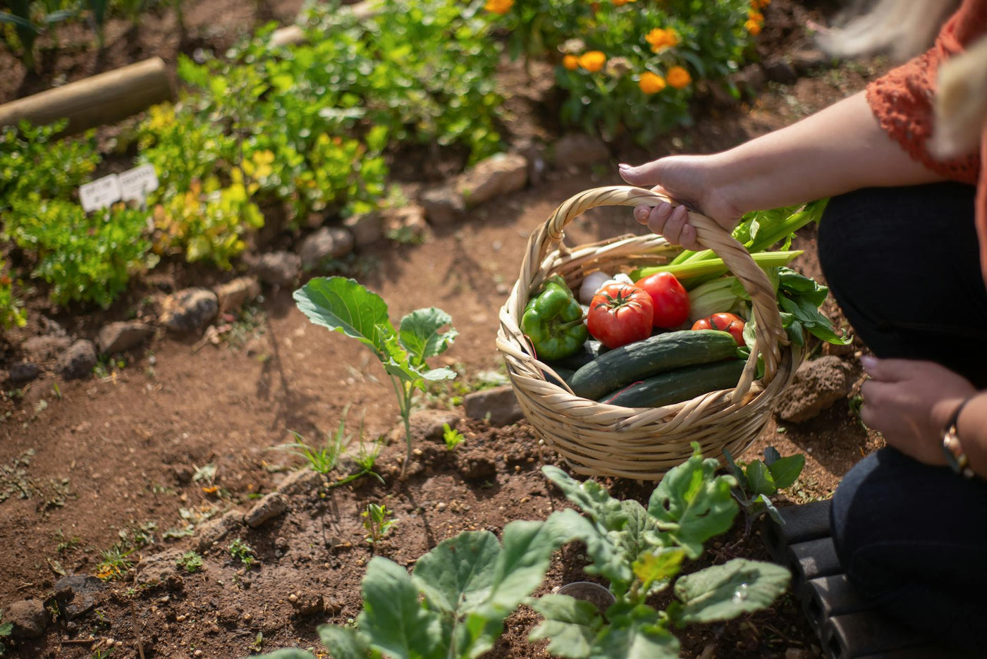 Preserve Food