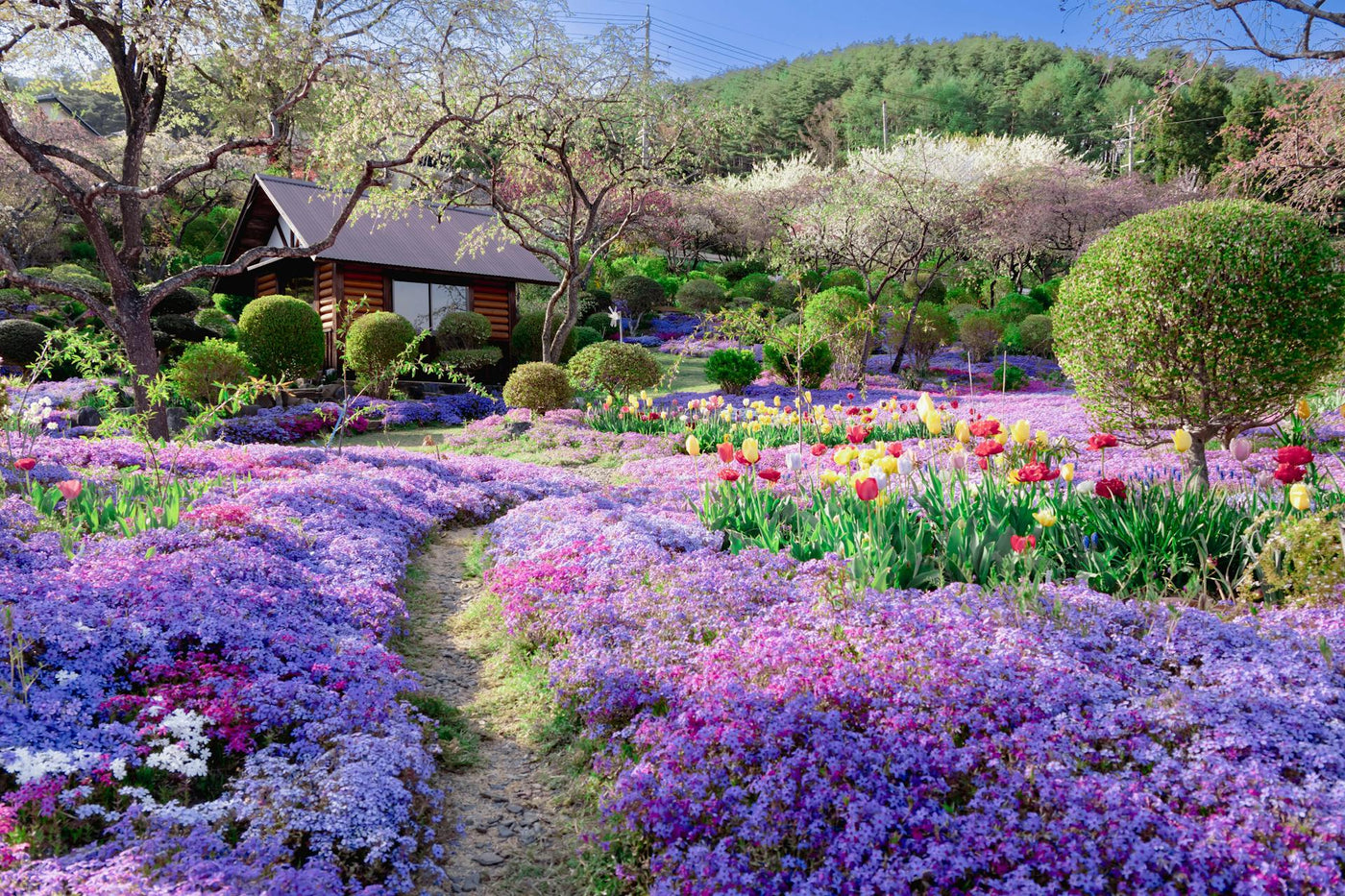 Edible Landscape