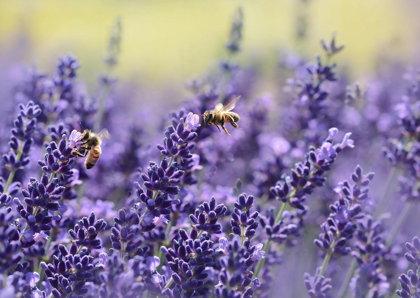Bee-Friendly Garden