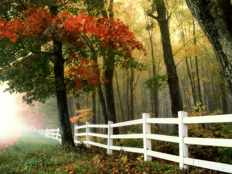 Beautiful DIY Fence Ideas