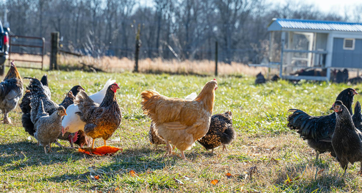 Laying Hens