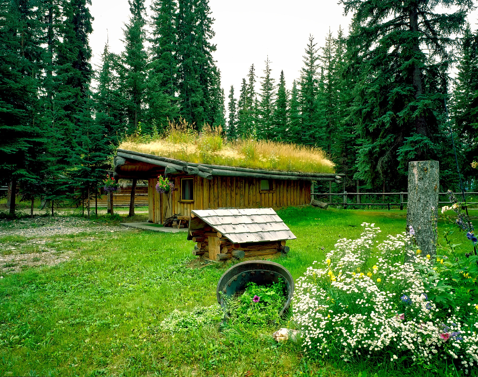 How to Create a Green Roof for Your Shed