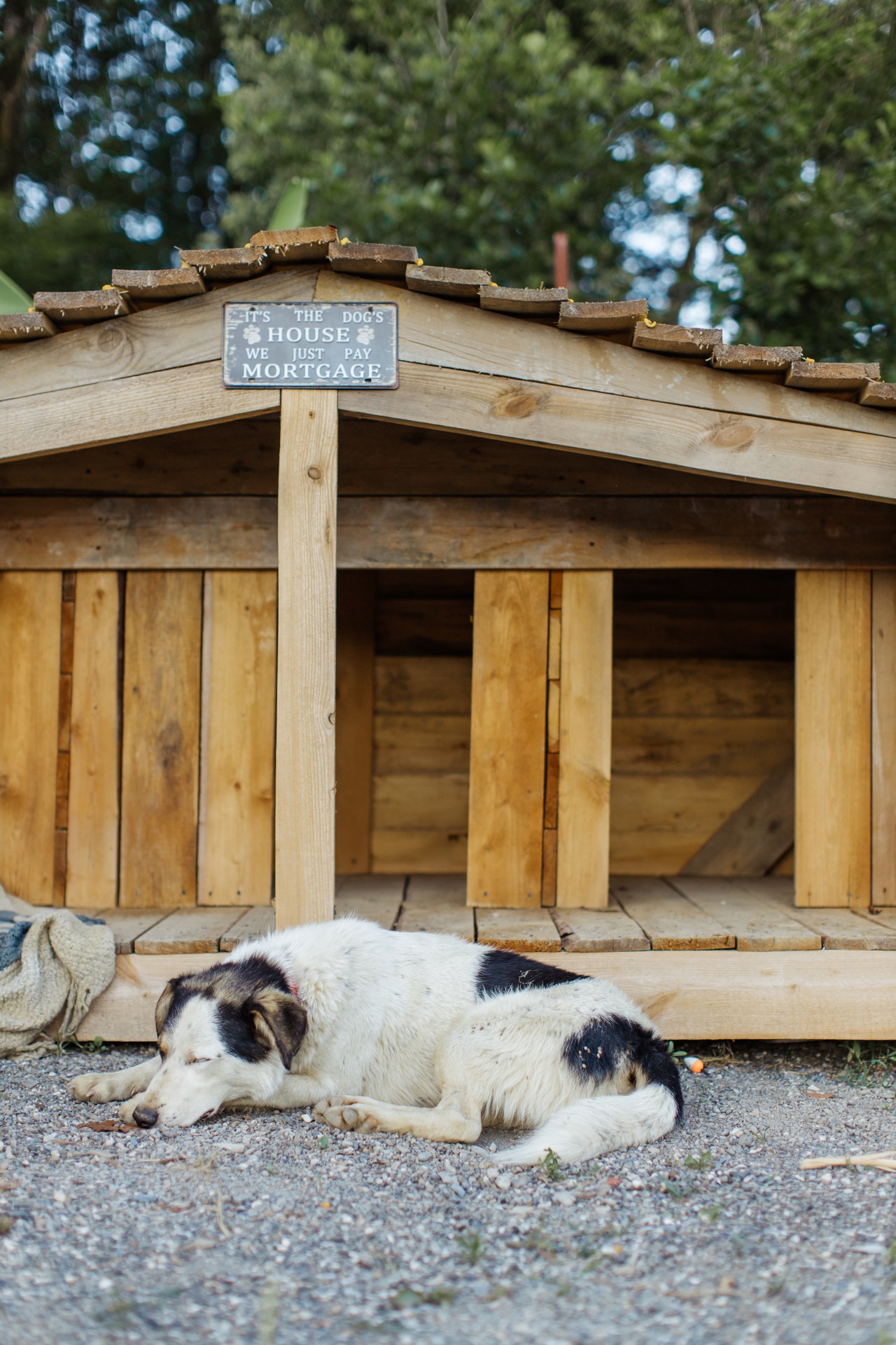 dog house dog kennel