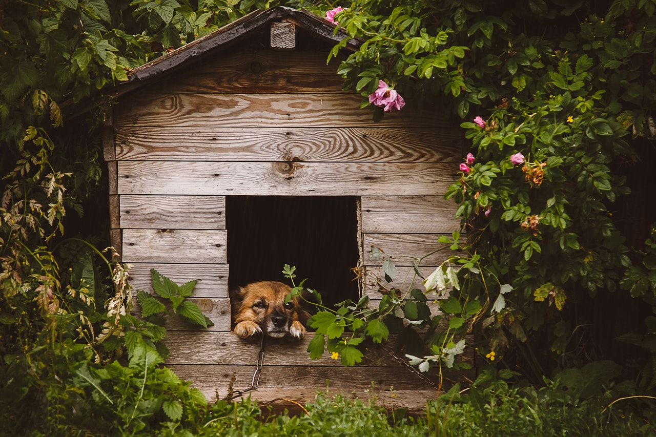 Dog House Dog Kennel