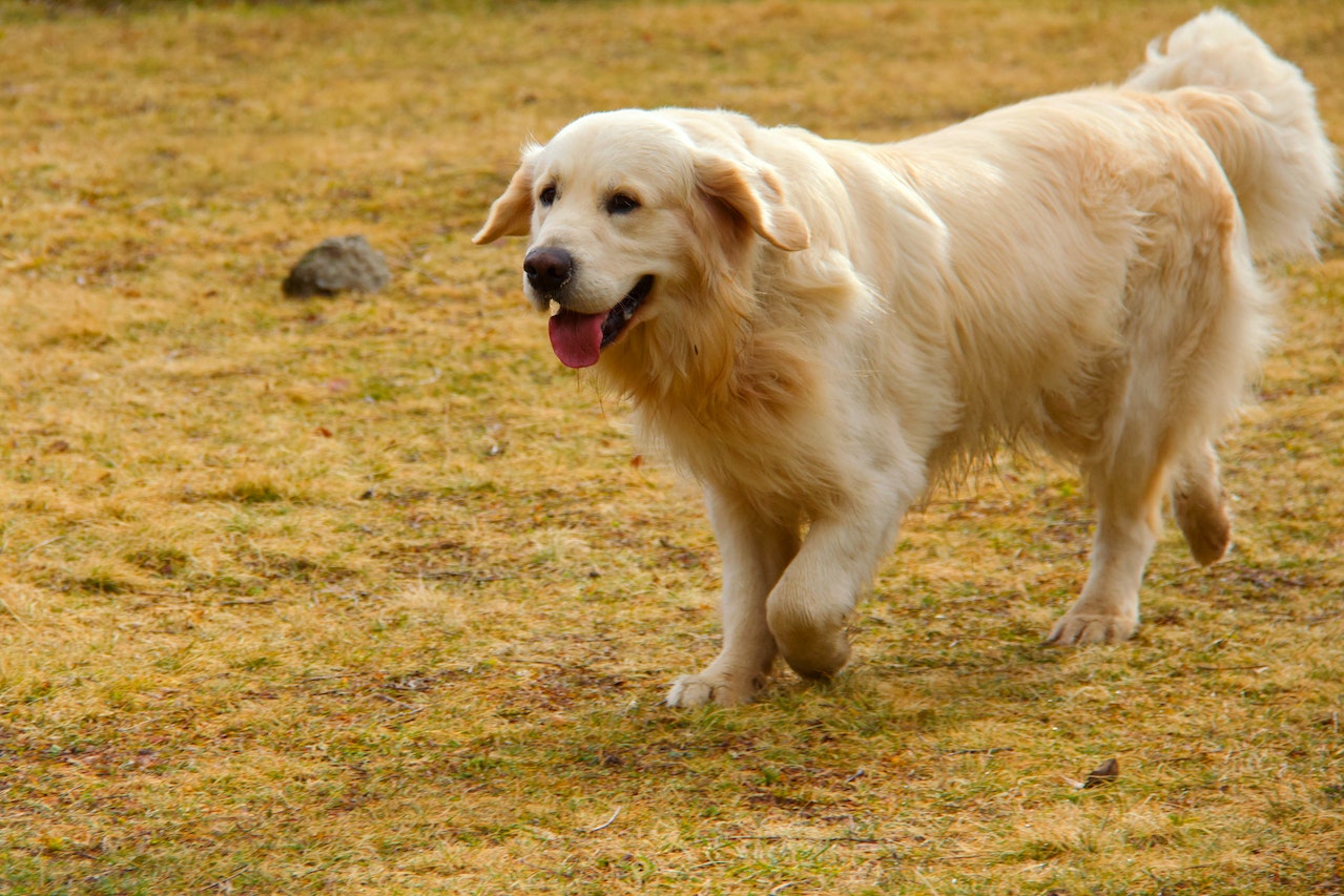 Create a Backyard Dog Recreation Park