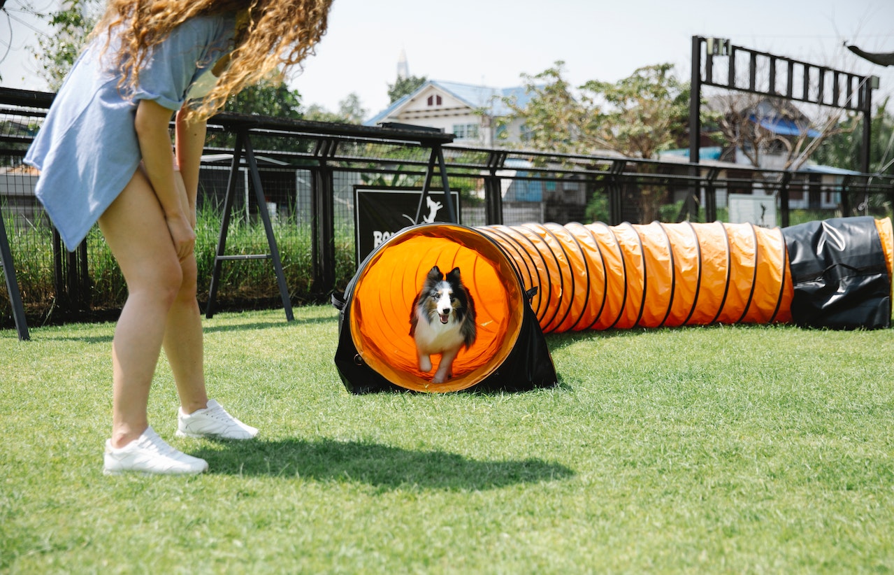 Create a Backyard Dog Recreation Park