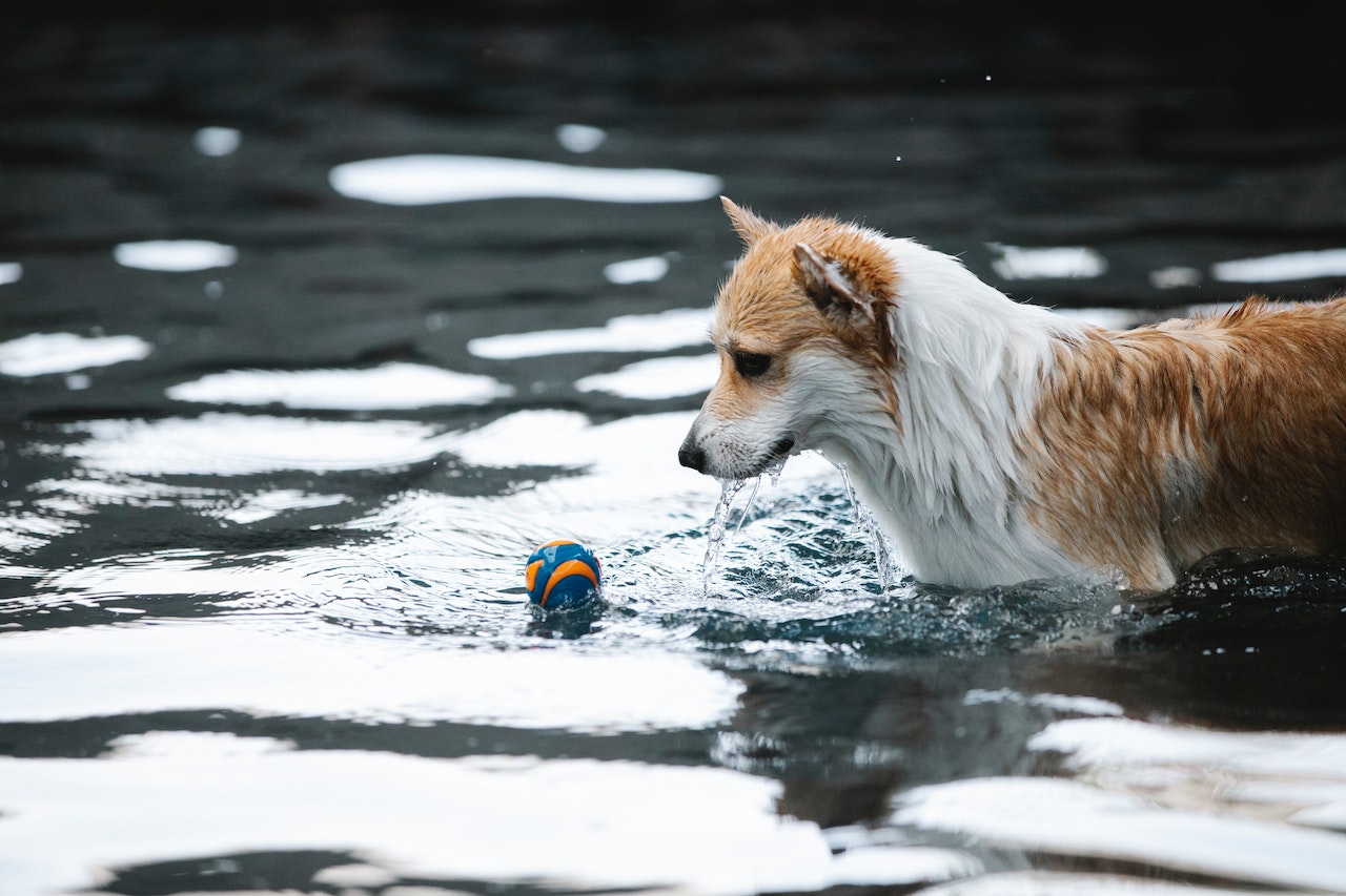 Create a Backyard Dog Recreation Park In Your Backyard