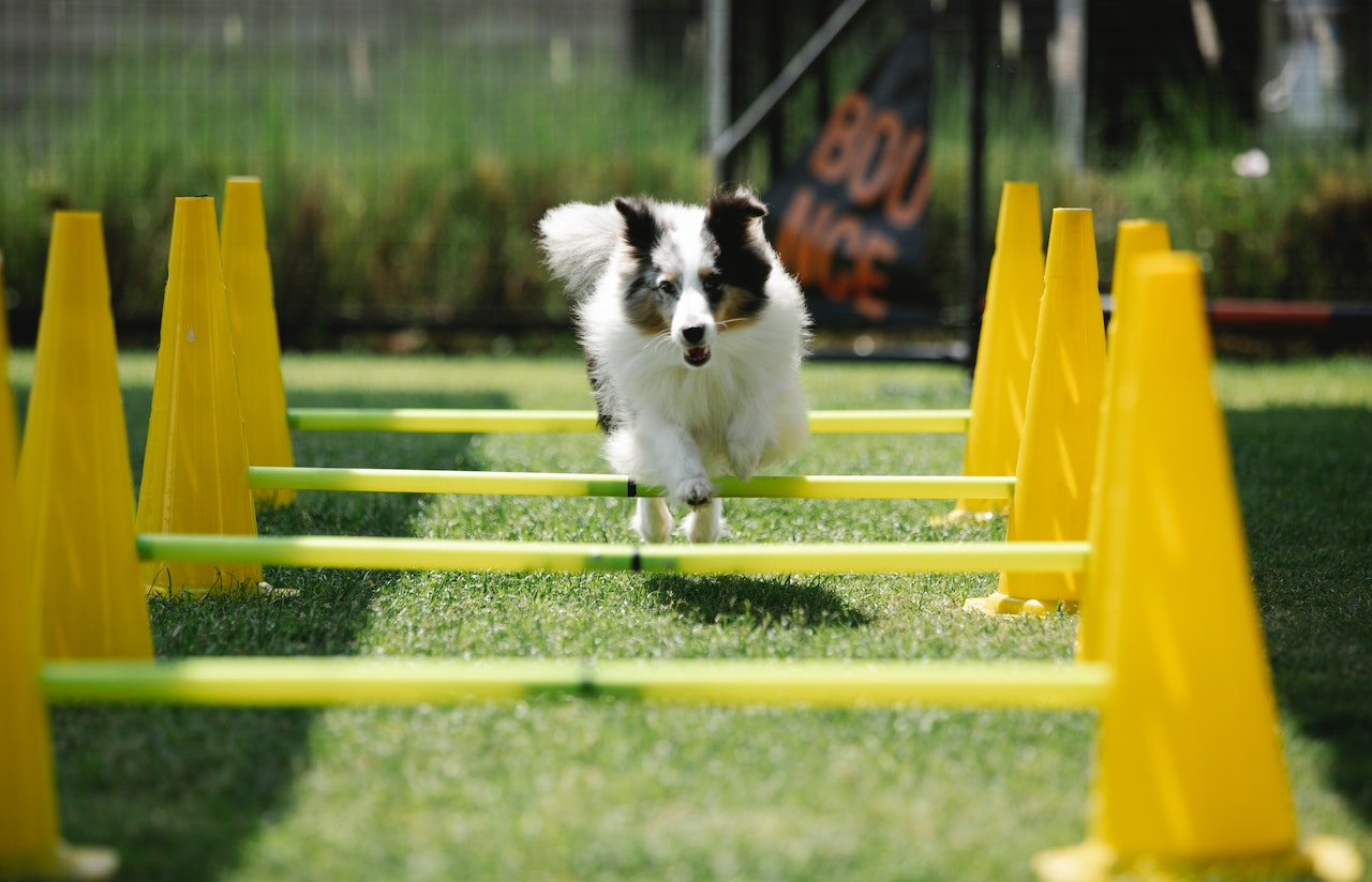 Create a Backyard Dog Recreation Park in Your Backyard