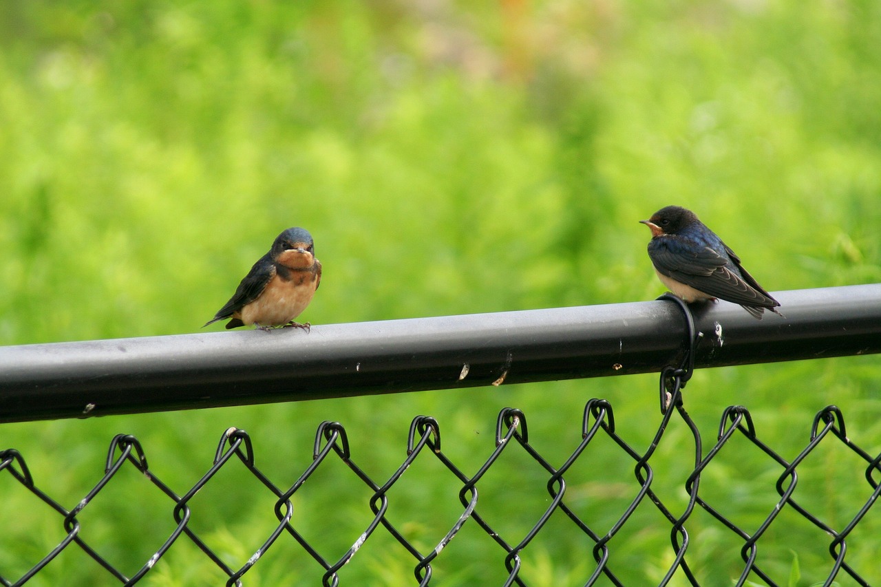 Beautiful DIY Fence Ideas