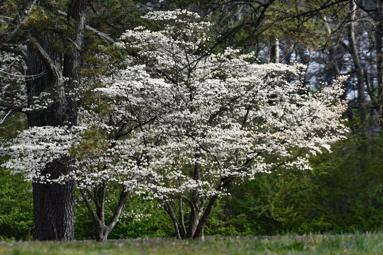 Dogwood trees