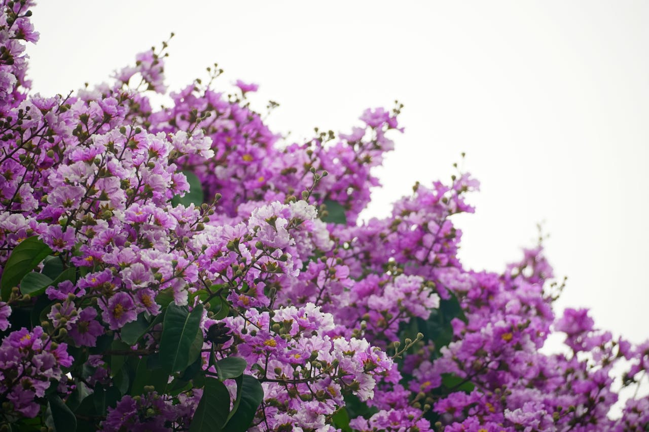 Crepe mrytle trees