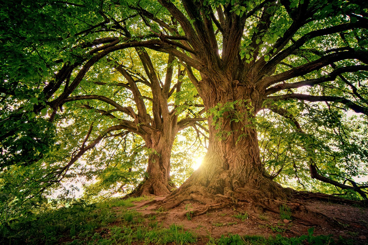 Tree Benefits