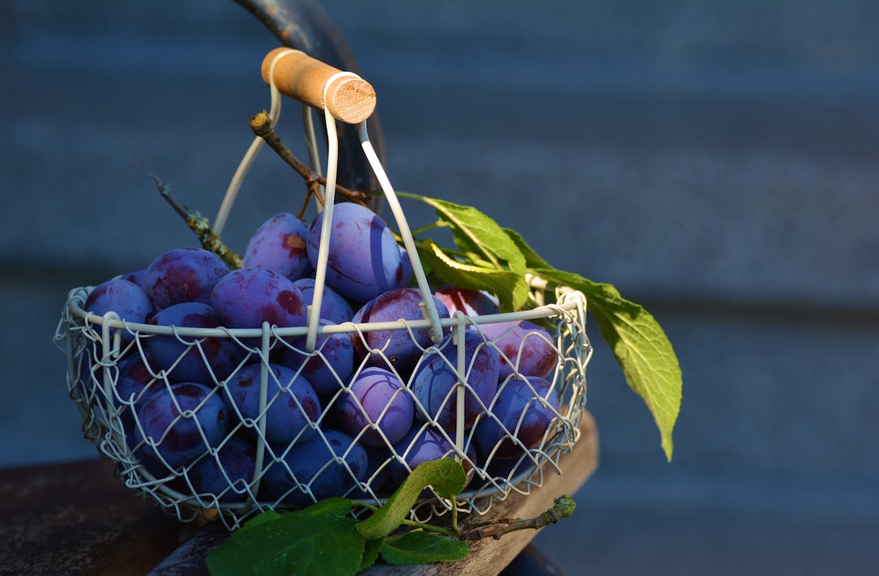 Plum trees