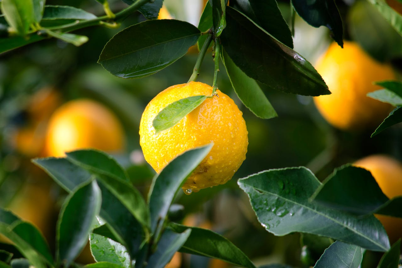 lemon trees