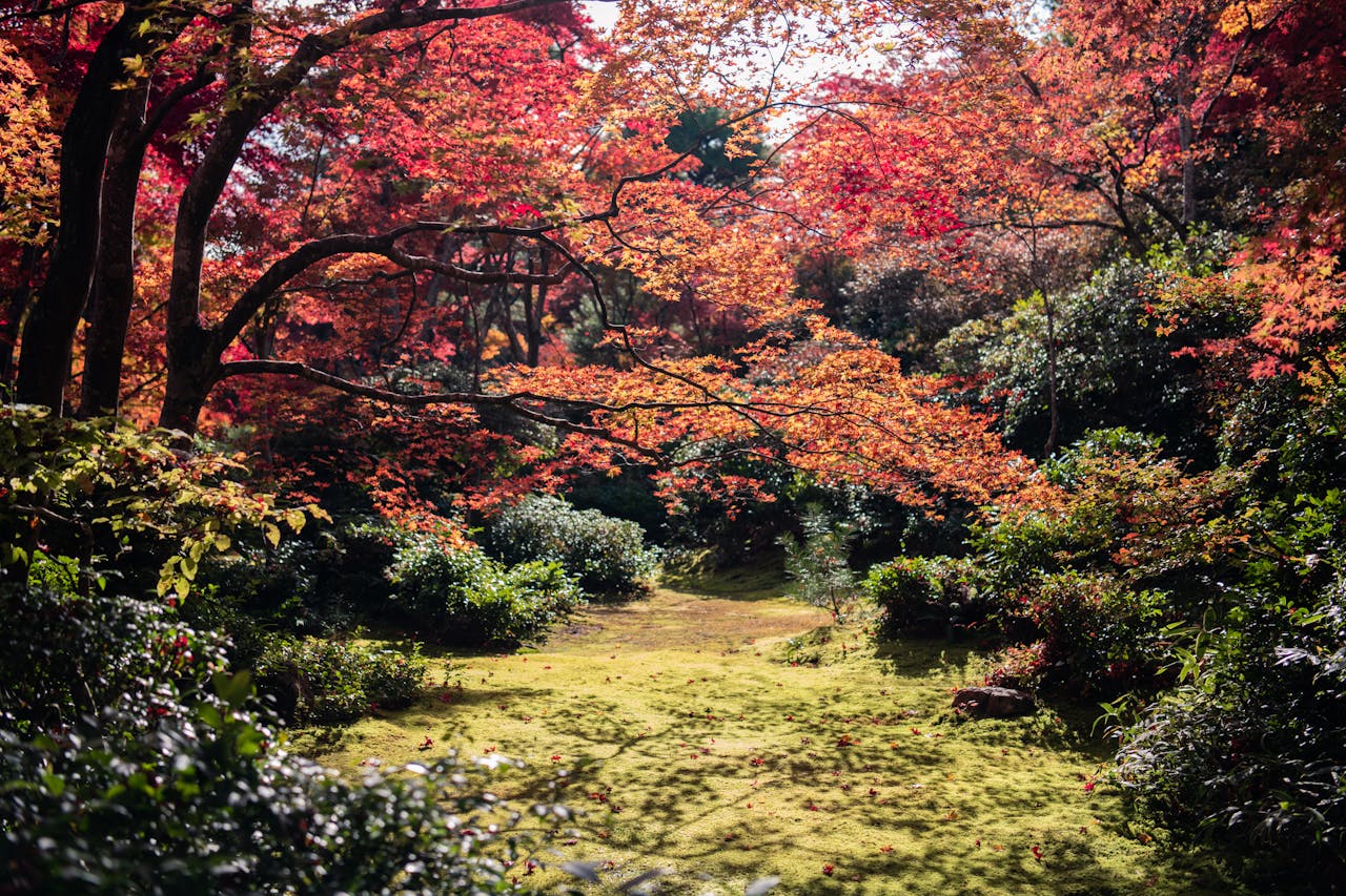 Japanese Maple trees