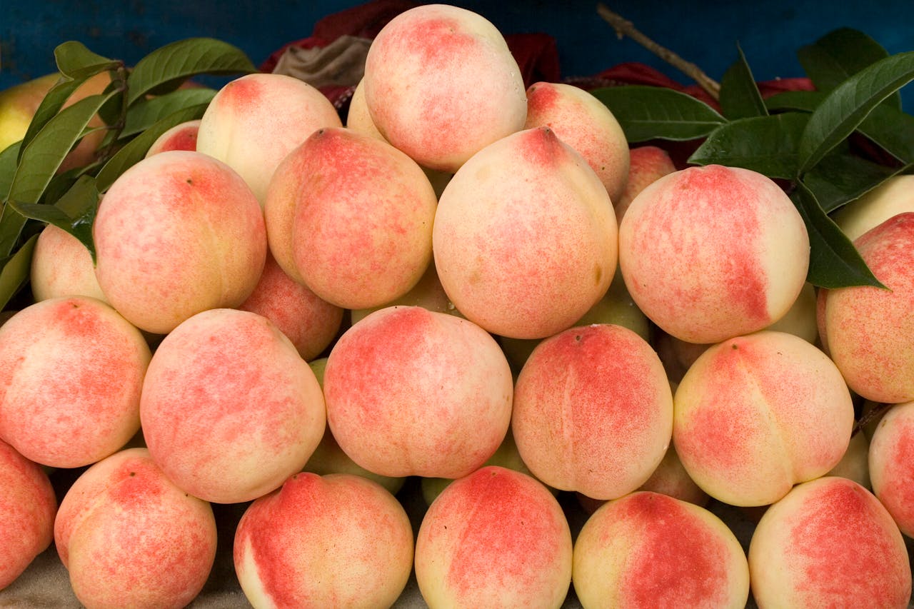 Peach trees