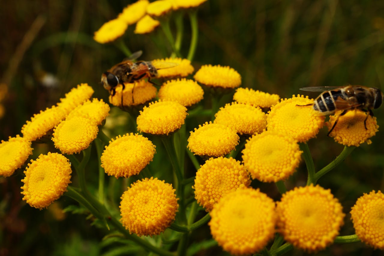 pexels-eye4dtail-130198 | Shed Windows and More for DIY & Builders Bee-Friendly Gardens