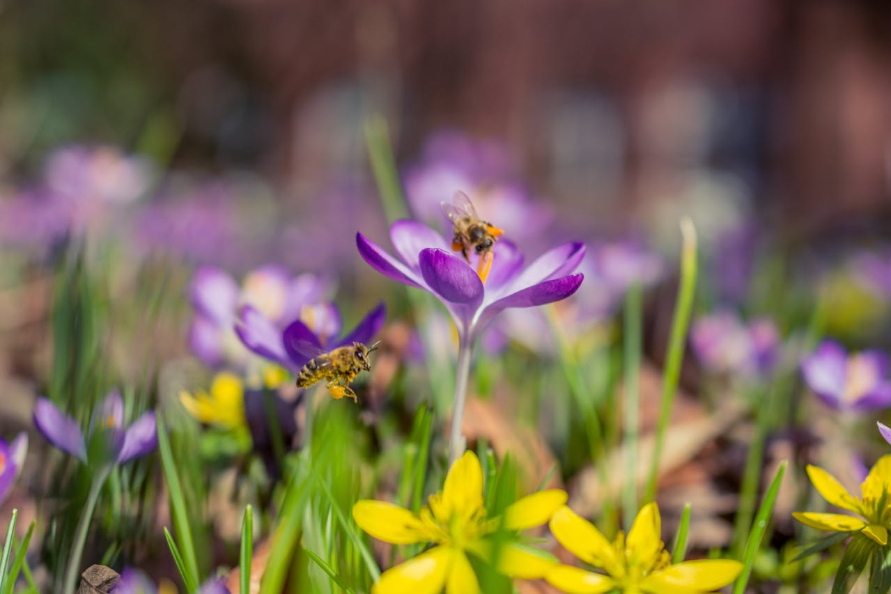 pexels-ginny9119-845921 | Shed Windows and More for DIY & Builders Bee-Friendly Garden