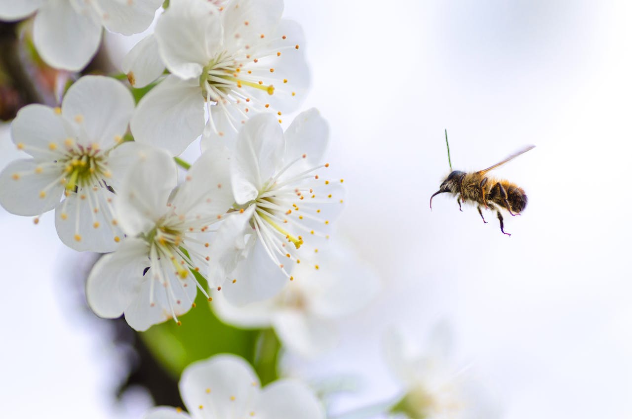 pexels-goumbik-379926 | Shed Windows and More for DIY & Builders Bee-Friendly Garden