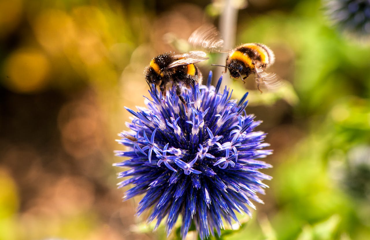 pexels-michael-hodgins-168943-553251 | Shed Windows and More for DIY & Builders Bee-Friendly Garden