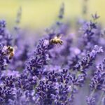 Bee-Friendly Garden
