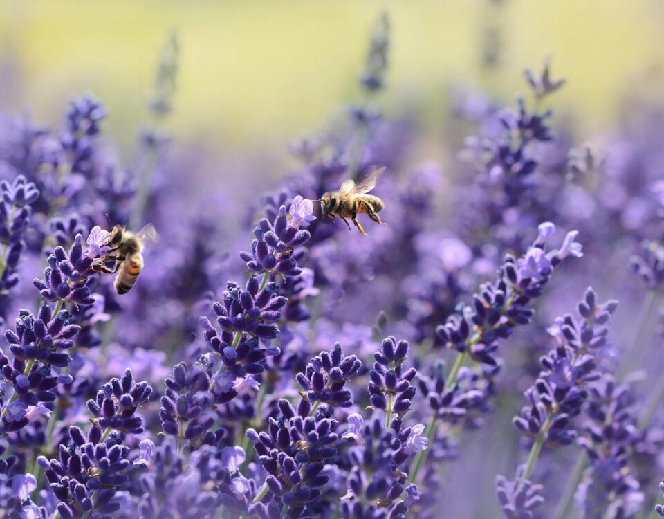 Bee-Friendly Garden