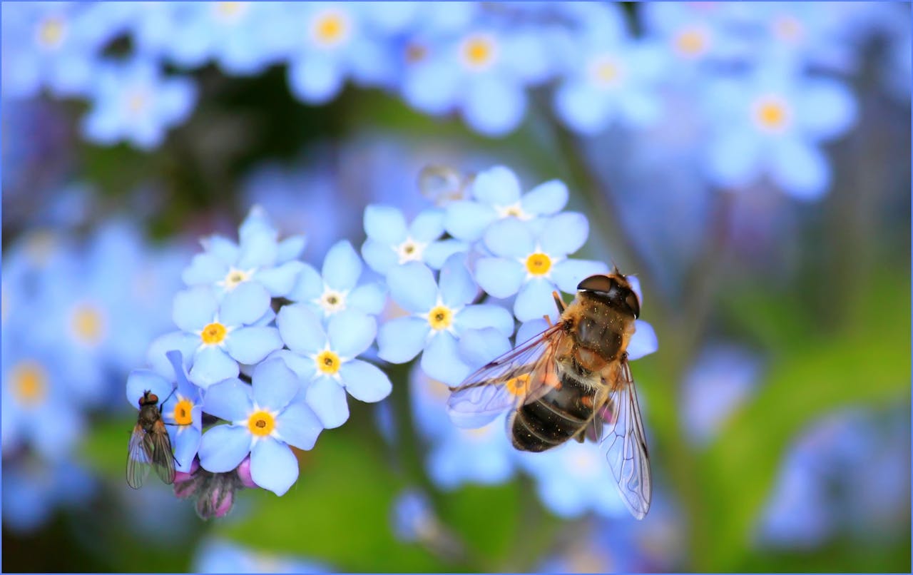 pexels-pixabay-60579 | Shed Windows and More for DIY & Builders Bee-Friendly