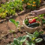 Preserve Food