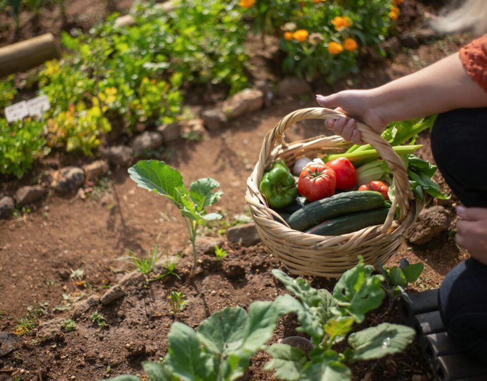 Preserve Food